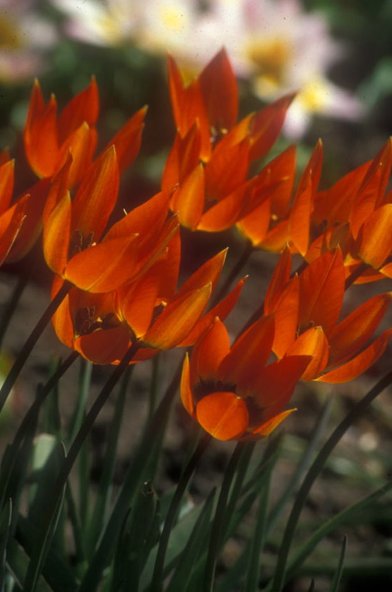 Tulips, Cambridge University Botanic Garden