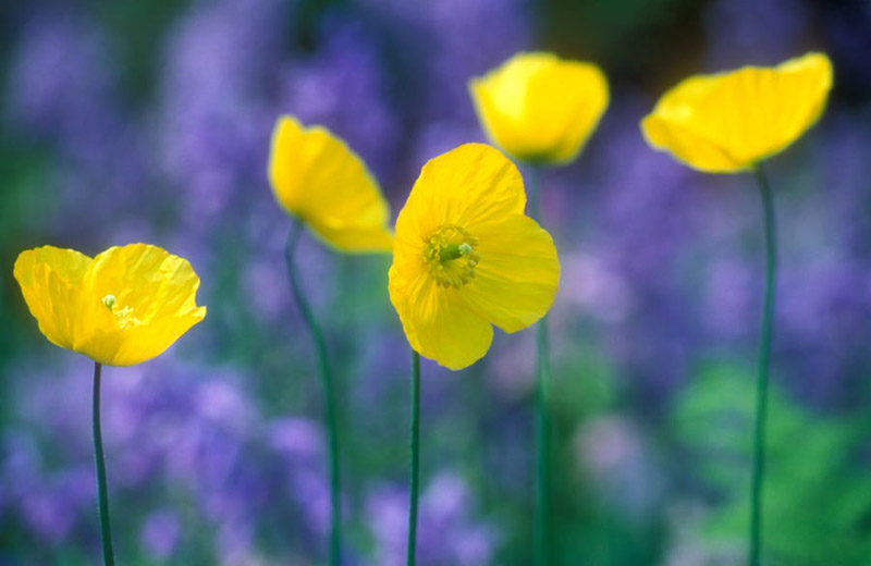 Spring Flowers in the Woodland Garden