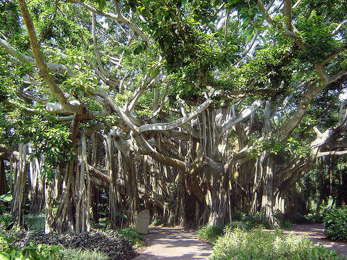 Banyan Tree at Cypress Gardens, Florida