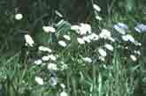 Wild daisies