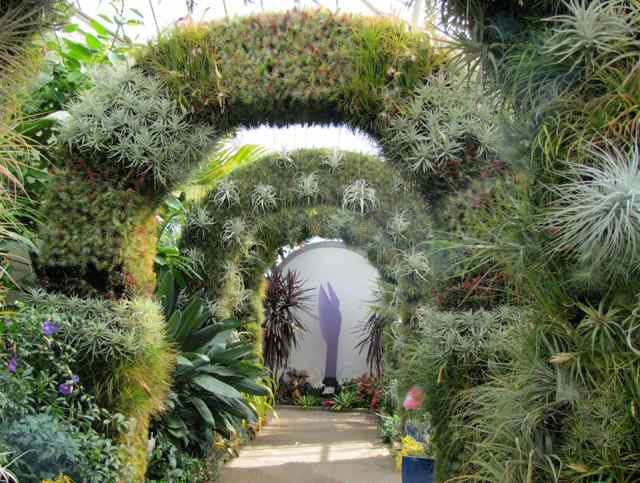 Epiphyte Arches 