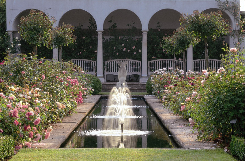 Pool, David Austin Roses