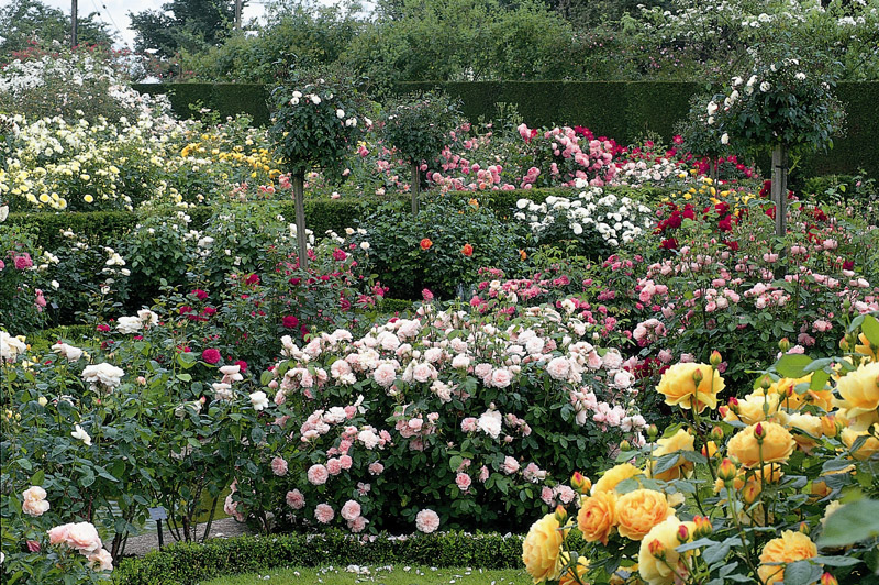 David Austin Roses