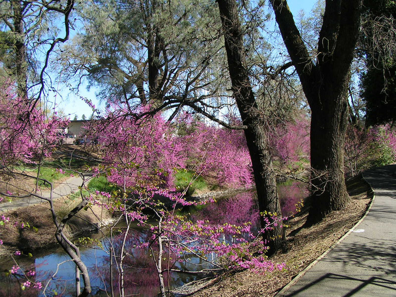 Davis Arboretum, California