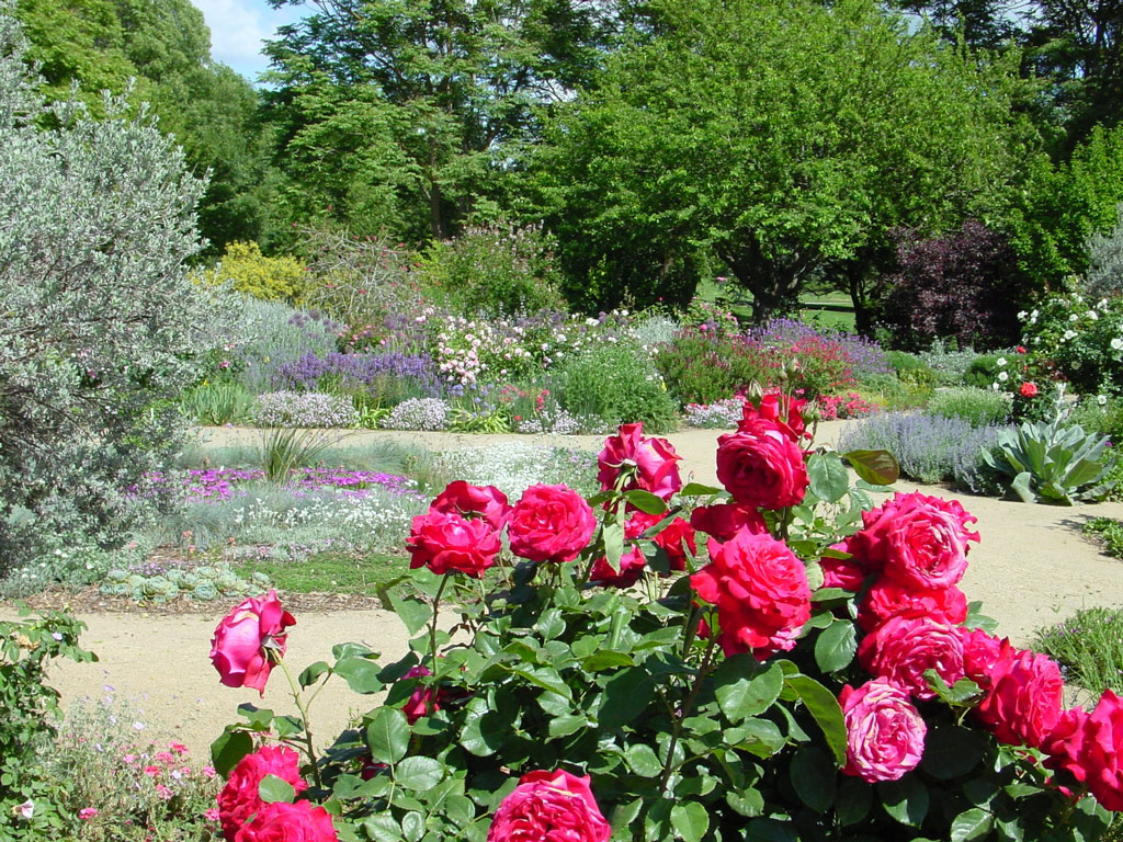 Roses, Davis Arboretum