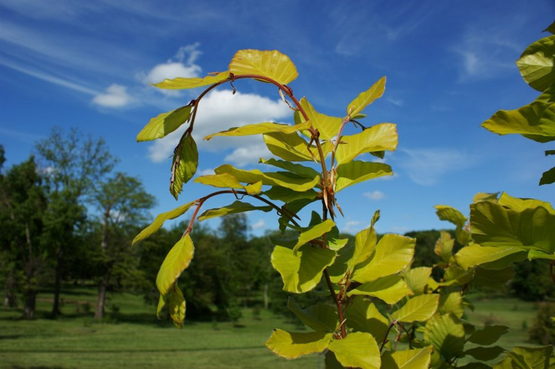 Dawes Arboretum, Newark