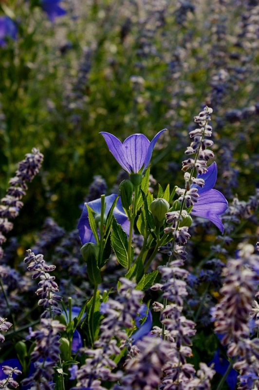 Delaware Botanic Garden, Newark