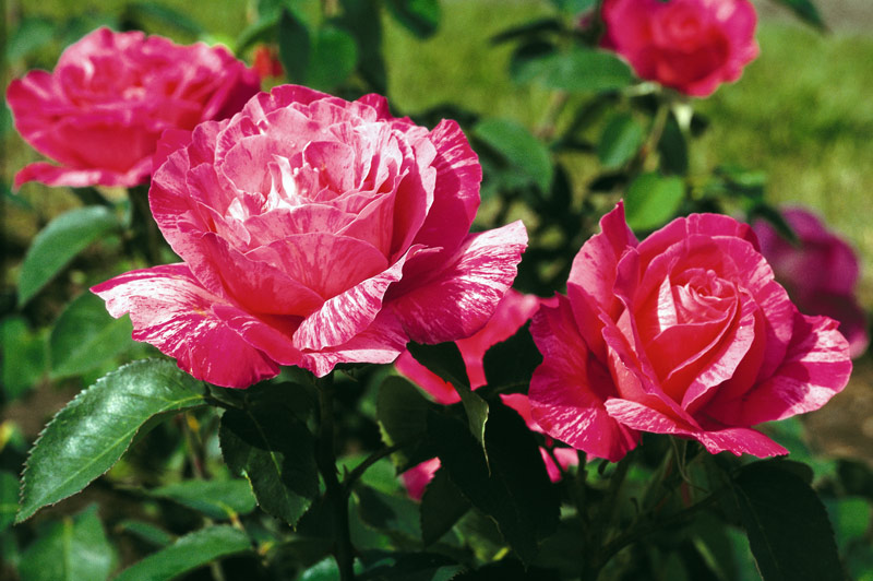 Roses, Roger-Van den Hende Botanical Garden