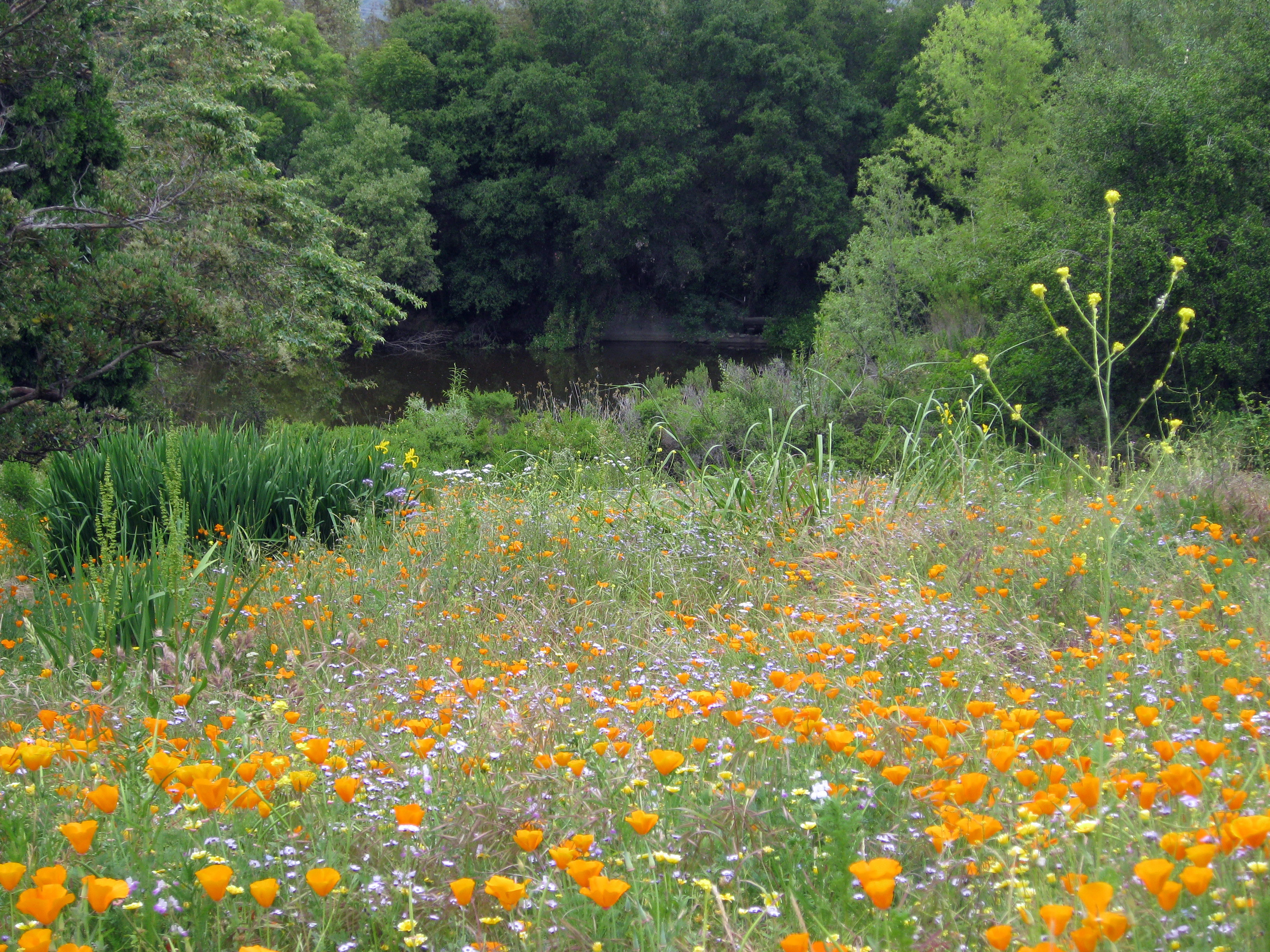 California Native Plant Garden