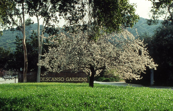 Flowering Plum at the Entrance, Descanso Gardens