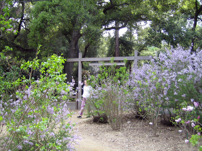 Lilac Garden in March, Descanso Gardens
