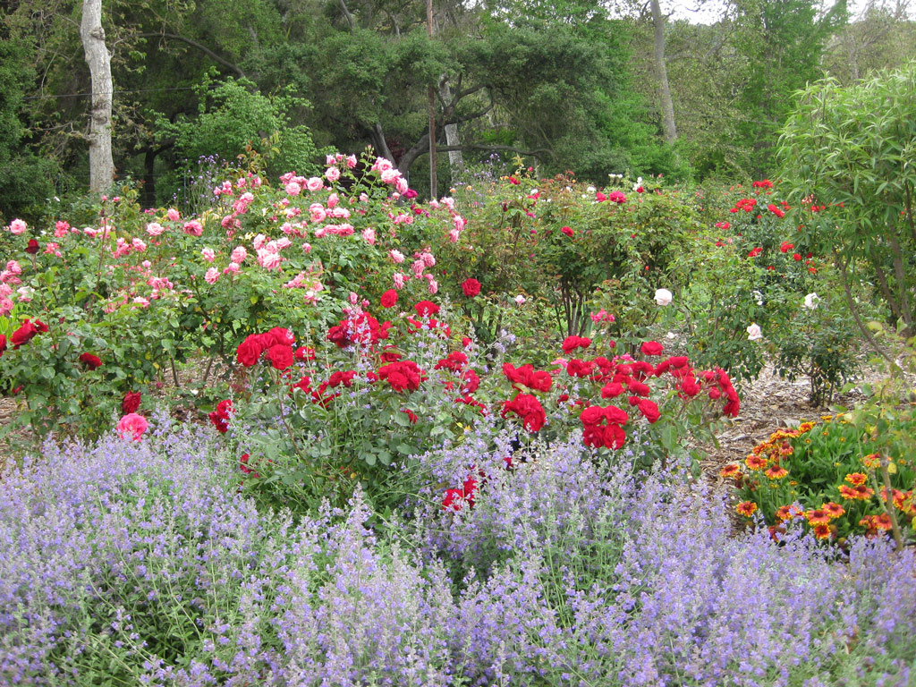 Rose Gardens