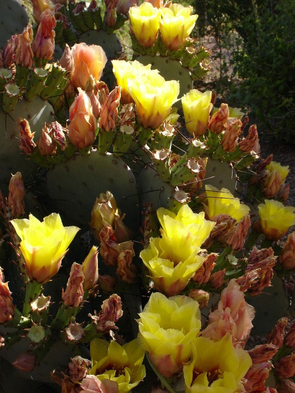 Desert Botanical Garden, AZ