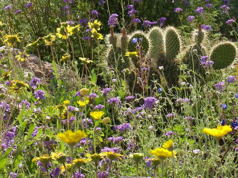 Desert Botanical Garden