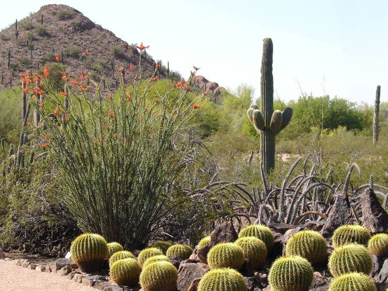 Desert Botanical Garden, Arizona