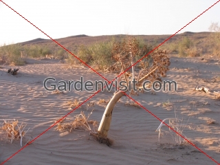 Desert Uzbekistan
