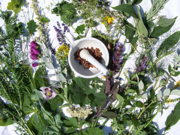 Medicinal Plants, Dilston Physic Garden