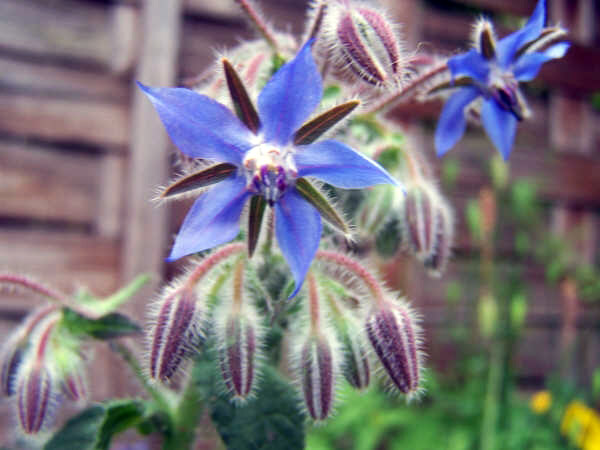 Dilston Physic Garden, Northumberland