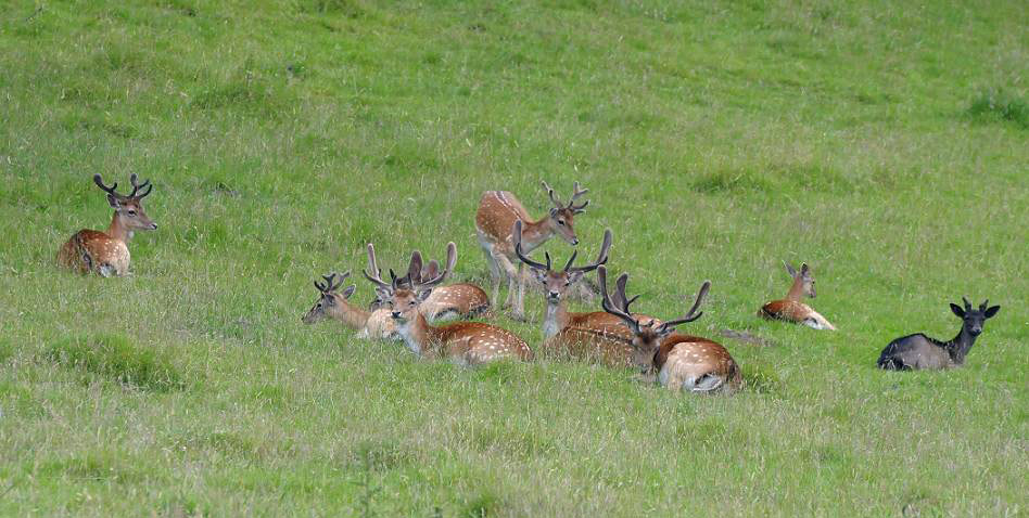 Deer, Dinefwr Park and Castle