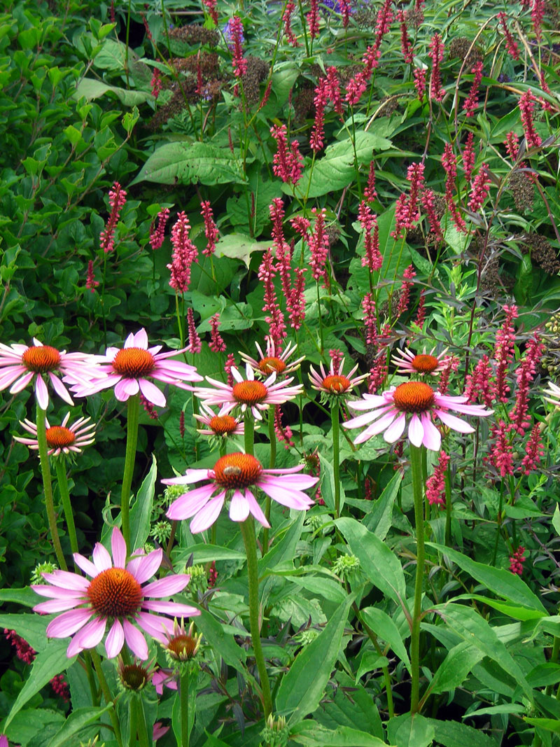 Doddington Place Gardens, Kent