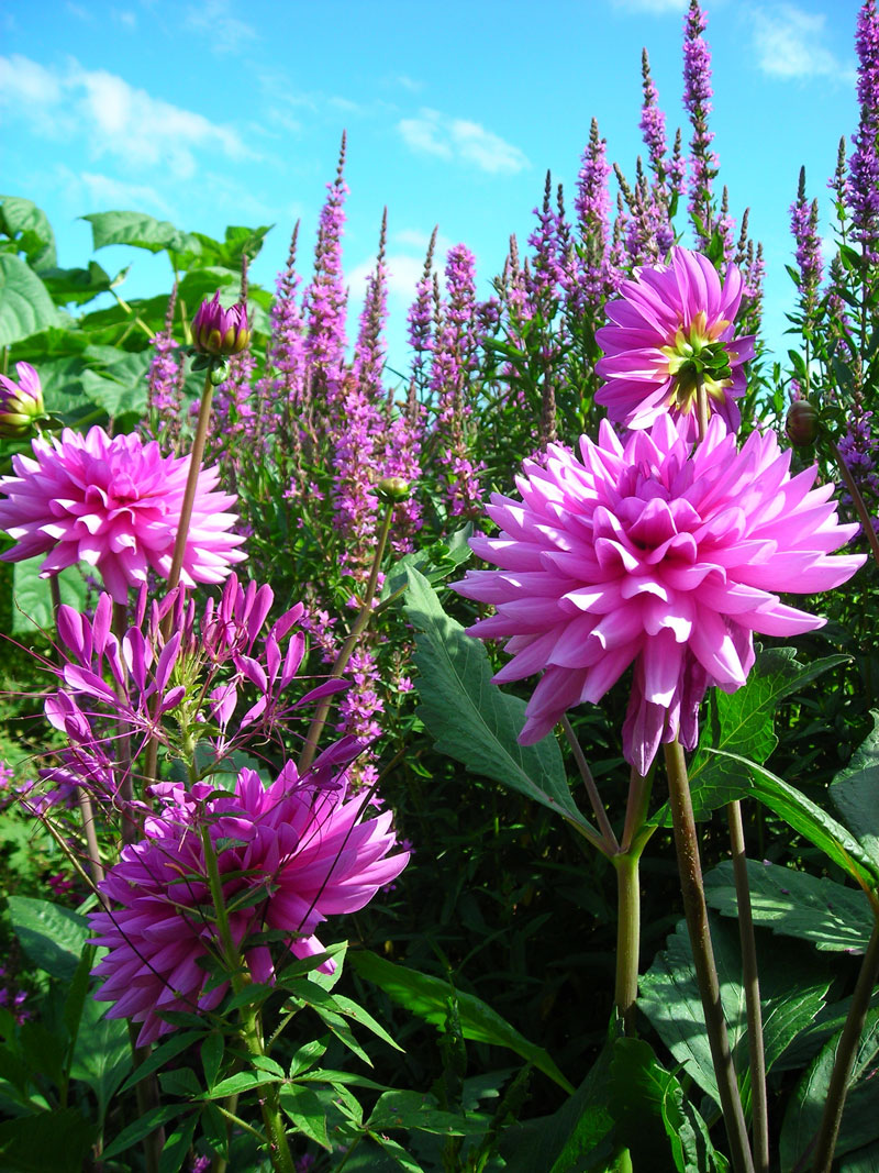 Planting, Doddington Place Gardens