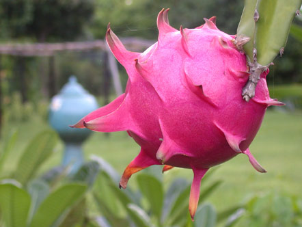 Dragonfruit, Dokmai Garden