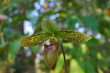 Dokmai Garden, Thailand