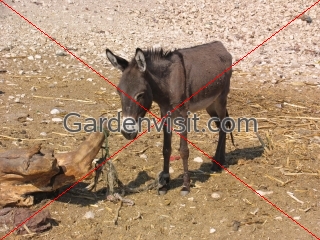 Donkey Egypt