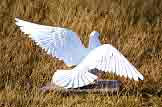 Dove ornament