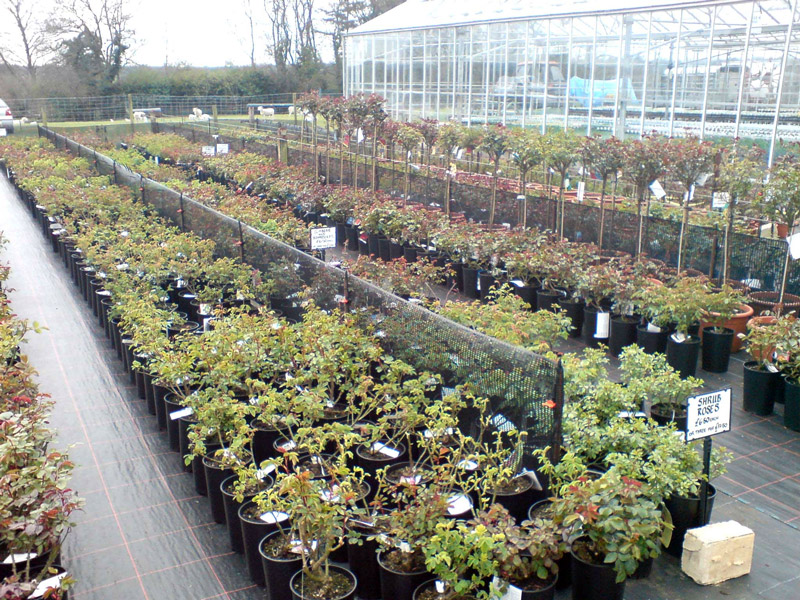 Roses at Downside Nurseries