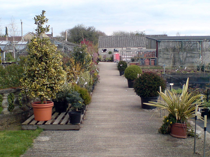 Shrubs at Downside Nurseries