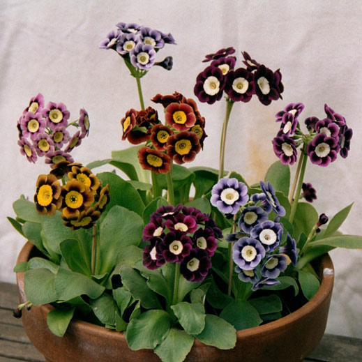 Drointon Nurseries, North Yorkshire