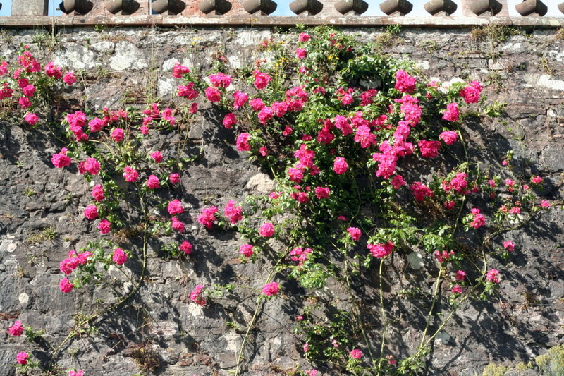 Drumlanrig Castle, Roses