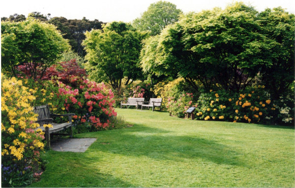 Azalea Garden, Dunedin Botanic Garden