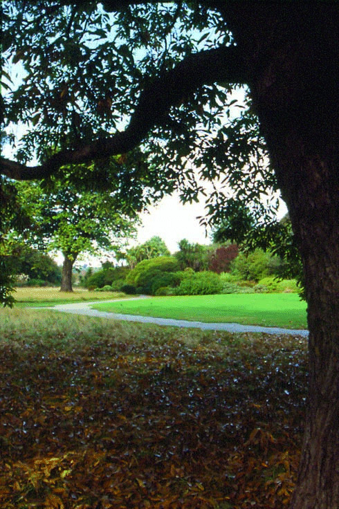 Daffodil Lawn, Dunedin Botanic Garden