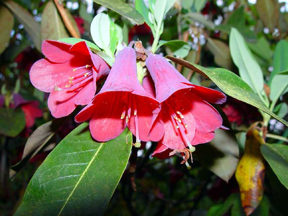 R. cinnibariunum, Dunge Valley Nursery