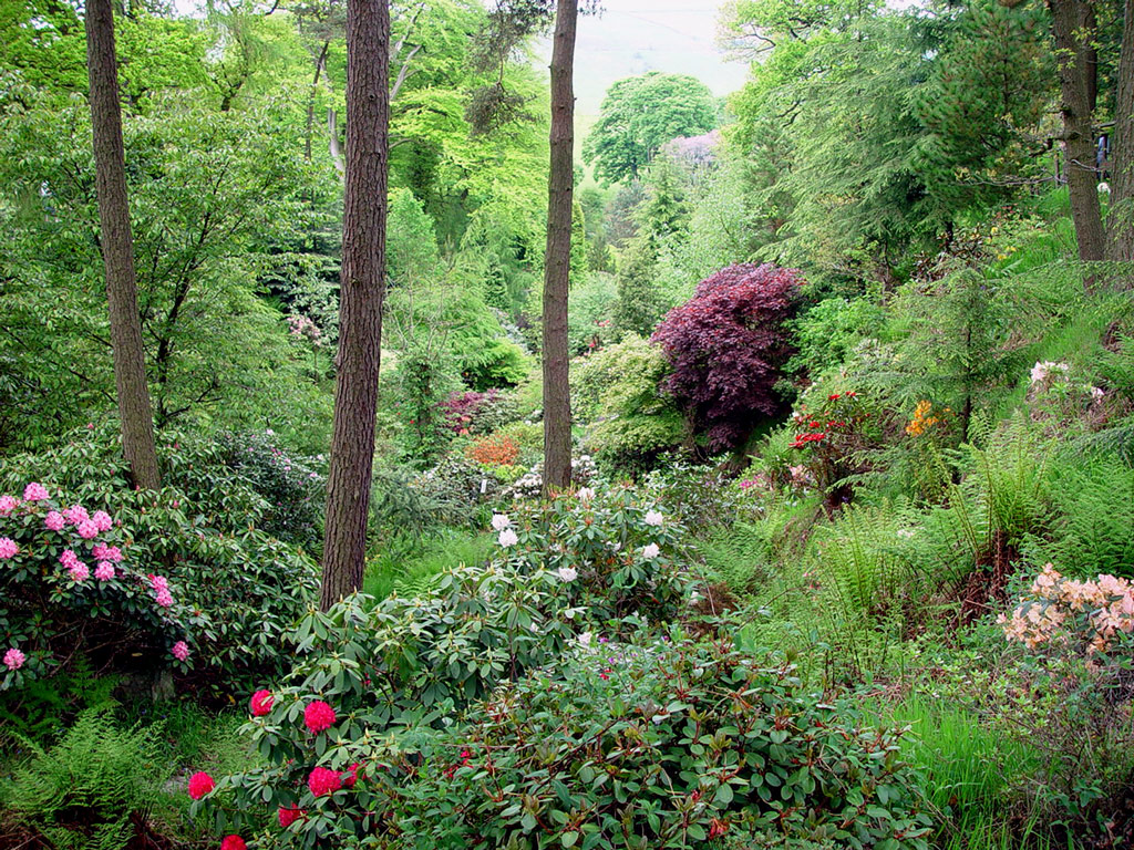 Dunge Valley Rhododendron Gardens