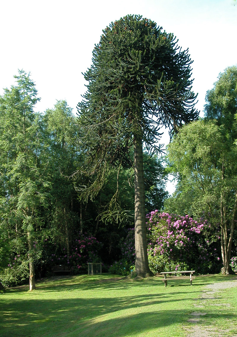 Monkey Puzzle, Durham University Botanic Garden