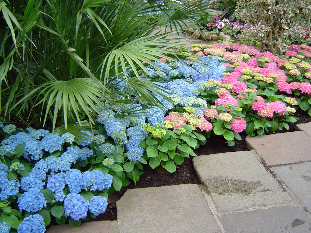 Hydrangeas, Duthie Park