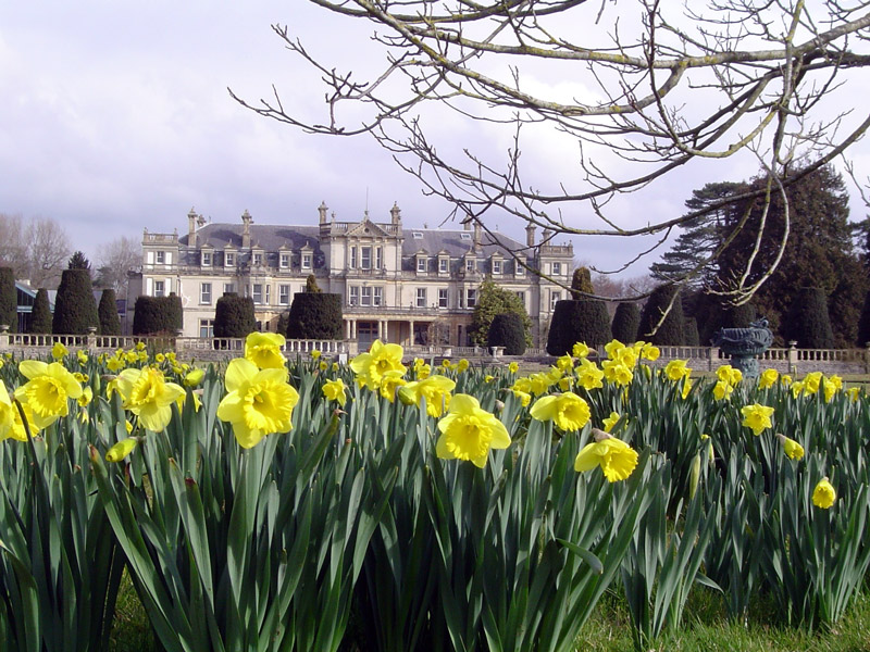 Daffodils, Dyffryn Botanic Garden