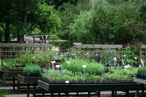 Dysons Nurseries, Kent