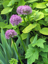 East Riddlesden Hall Garden, West Yorkshire