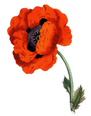 Eastern Poppy, William Curtis