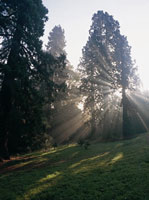 Eastnor castle arboretum