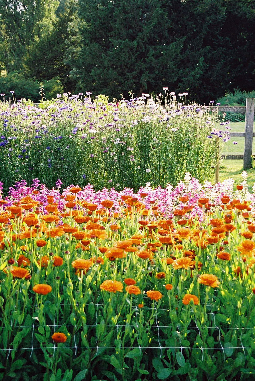 Cutflower Garden, Easton Walled Gardens