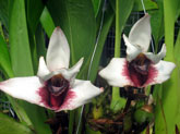 Orchids, Ecuador