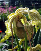 Orchids, Ecuador