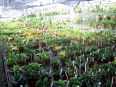 Plantation, Ecuador