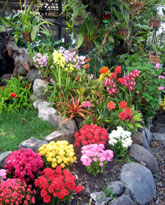 Ecuadorian Flora