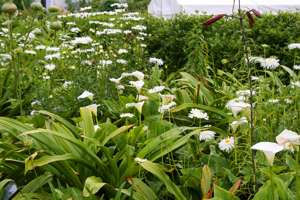 Eden project